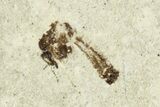 Fossil Parasitoid Wasp and Mosquito Plate - Cereste, France #256066-2